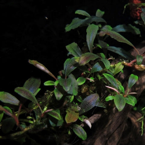 Bucephalandra "Brownie Ghost" In Vitro