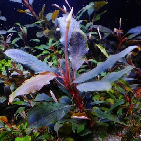 Bucephalandra "Purple Blue" In Vitro