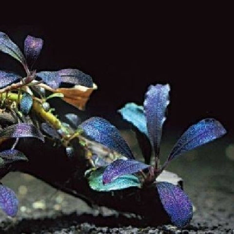 Bucephalandra "Purple Blue" In Vitro