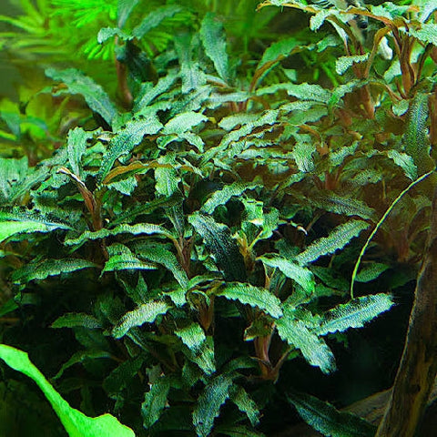 Bucephalandra "Red Phantom" In Vitro
