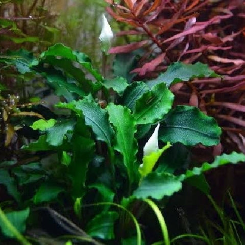 Bucephalandra "Green" In Vitro