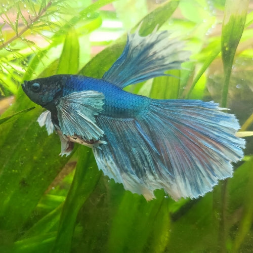 Dumbo betta fish care best sale