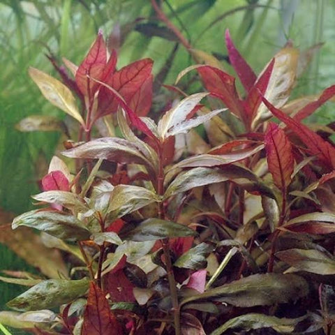 Alternanthera reineckii "Lilacina"
