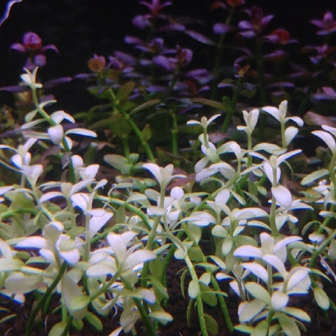 Bacopa monnieri "Variegata" In Vitro