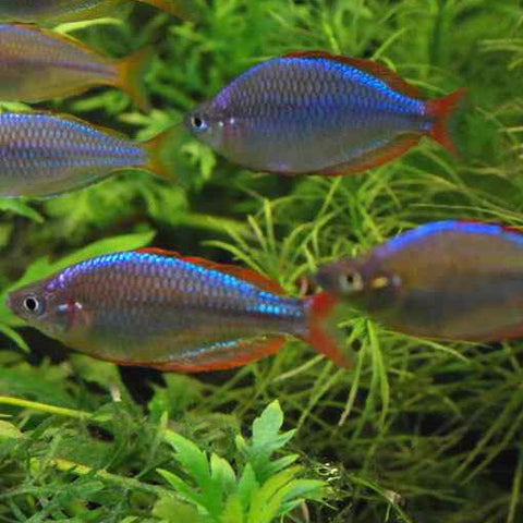 Arcoiris neon enano - Melanotaenia preacox, Peces - AQUAPLANTAS - 1