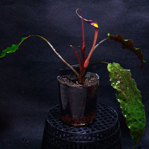 Cryptocoryne usteriana 大株 Cryptocoryne usteriana XL – AQUAPLANTAS