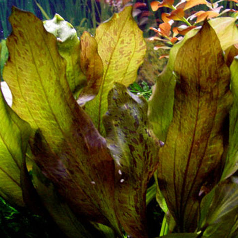 AQUAPLANTASMX - Echinodorus "Ozelot" - Plantas