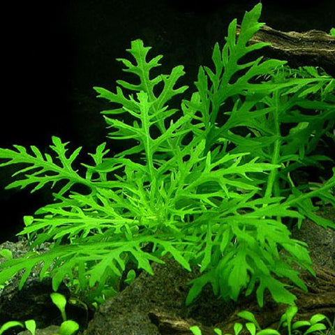 AQUAPLANTASMX - Hygrophila difformis - Plantas
