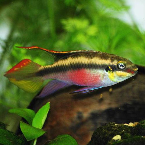 Ciclido Kribensis Macho - Pelvicachromis pulcher