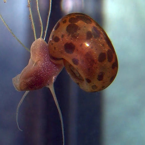 Planorbis Leopardo X10