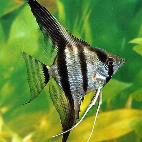 3 X Angel Surtido ch - Pterophyllum scalare