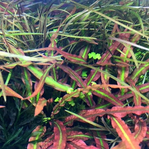 Cryptocoryne spiralis "Tiger" In-Vitro