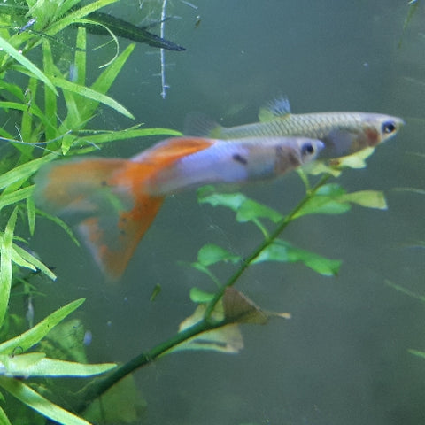 Guppy Japan Blue Red Lyre Tail Macho