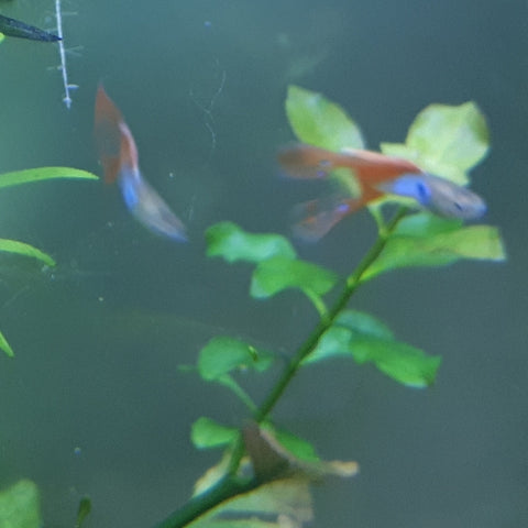 Pareja Guppy Japan Blue Red Lyre Tail