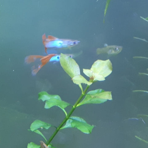 Pareja Guppy Japan Blue Red Lyre Tail