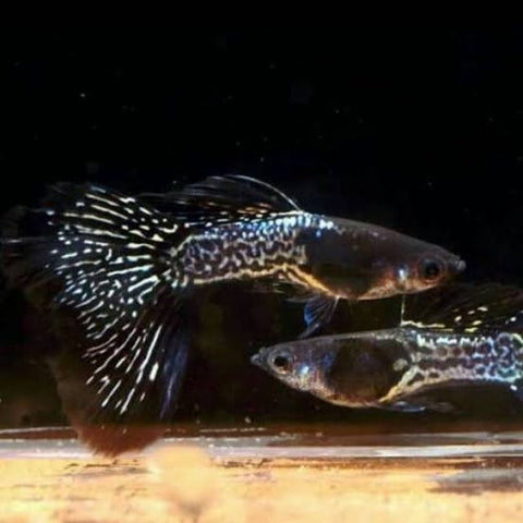 Guppy Black Metal Cobra Macho