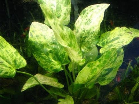 Echinodorus "Marble Queen"