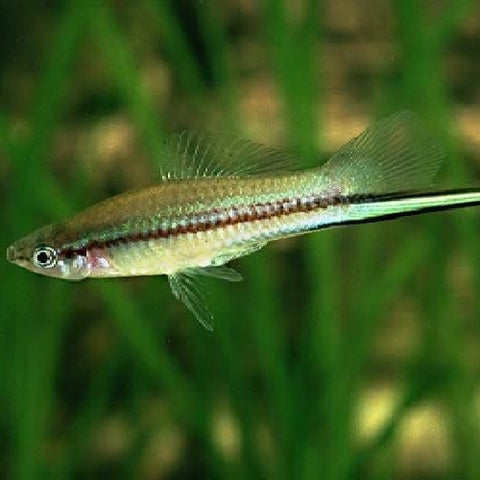 Espada Verde - Xiphophorus hellerii