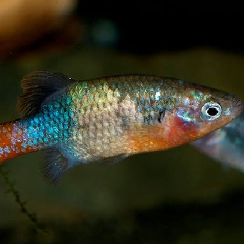 Xenotoca doadrioi "San Marcos"