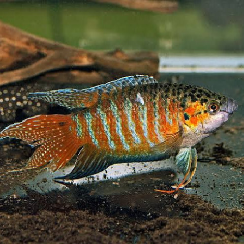 Gurami Paraiso - Macropodus opercularis