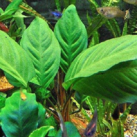 Anubias heterophylla