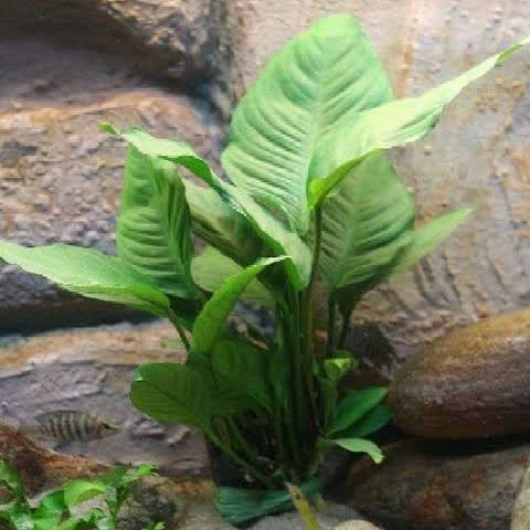 Anubias heterophylla