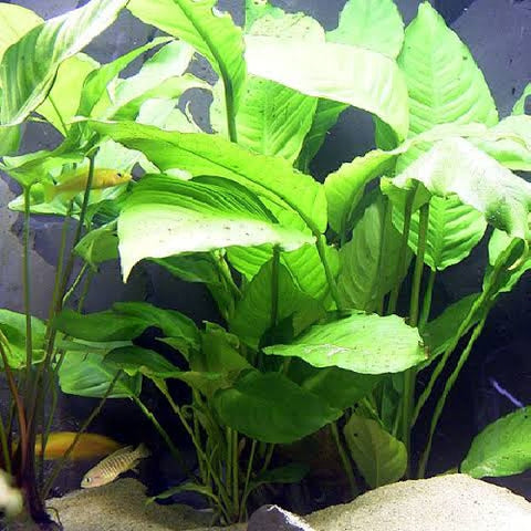 Anubias heterophylla