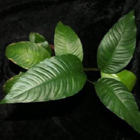 Anubias heterophylla
