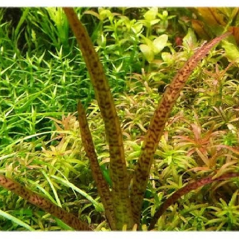 Vallisneria spiralis "Tiger"