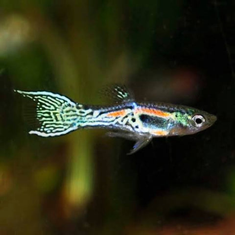 Pareja Guppy Endler "Cobra"