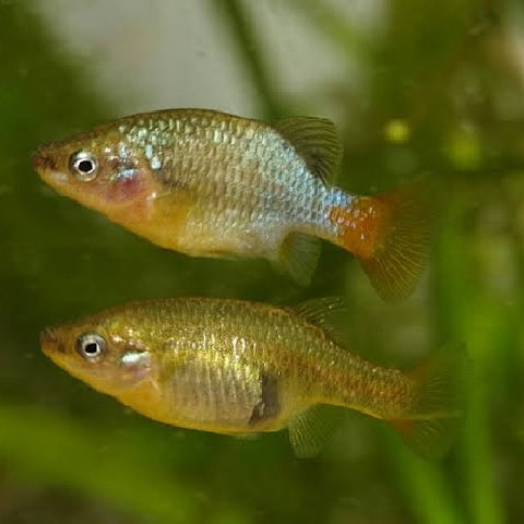 Xenotoca doadrioi "San Marcos" Pareja