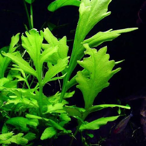 Ceratopteris cornuta