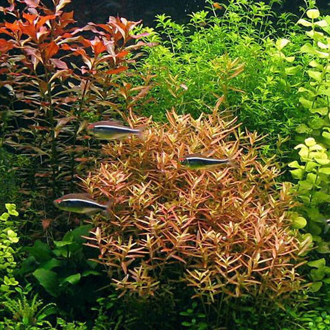 AQUAPLANTASMX - Ludwigia  arcuata - Plantas