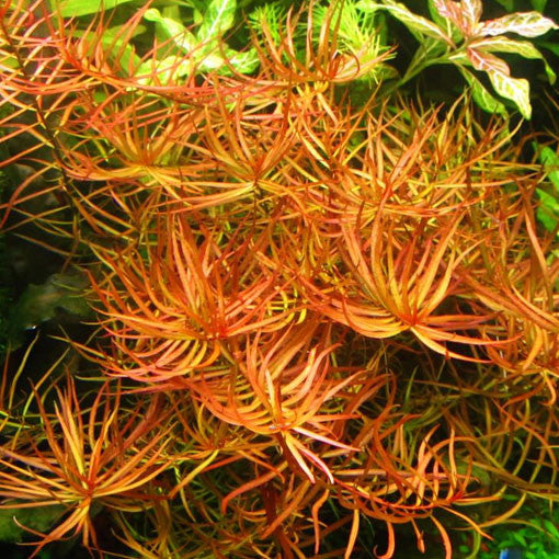 AQUAPLANTASMX - Ludwigia  arcuata - Plantas
