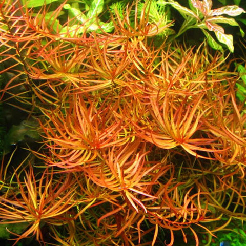 AQUAPLANTASMX - Ludwigia  arcuata - Plantas