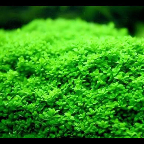 AQUAPLANTASMX - Hemianthus callitrichoides - Plantas