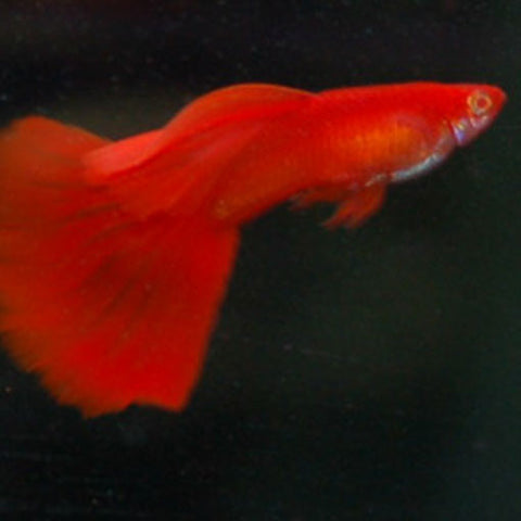 AQUAPLANTASMX - Pareja Guppy Full Red - guppys