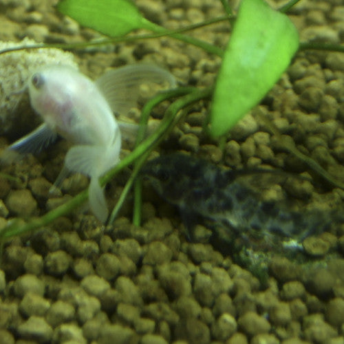 10x Gato pimienta/albino aletas de velo