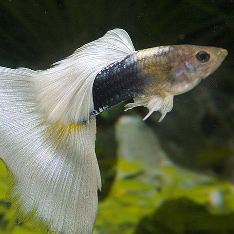 AQUAPLANTASMX - Pareja Guppy Half Black Pastel - guppys