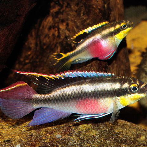 4 X Ciclido Kribensis (Juvenil) - Pelvicachromis pulcher