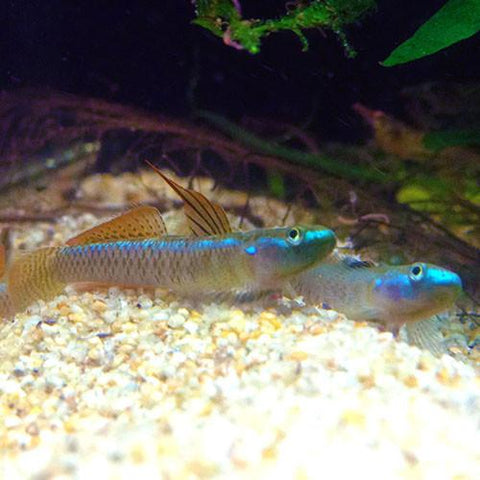 Gobio Azul Electrico - Stiphodon semoni
