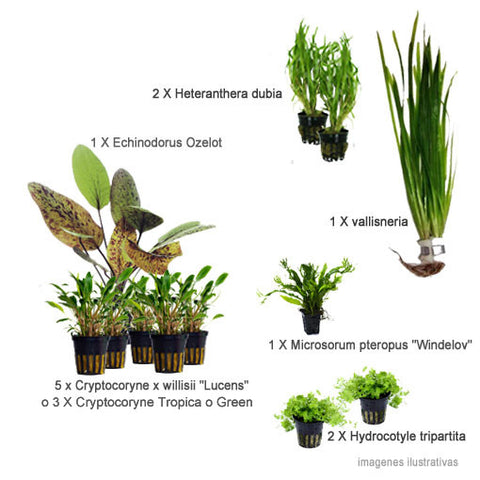 AQUAPLANTASMX - 43 plantas faciles - Plantas