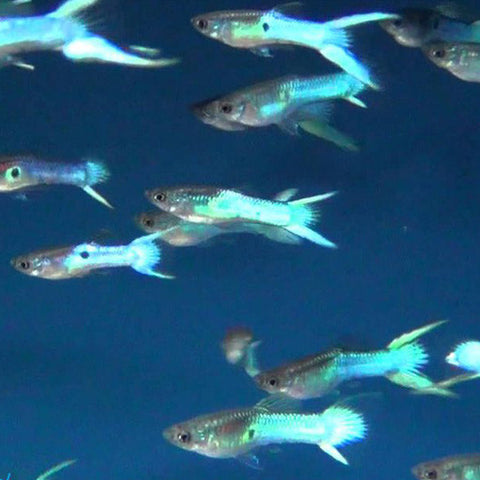 AQUAPLANTASMX - Pareja Guppy endler Blue Japan - guppys