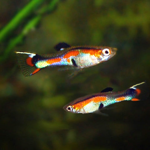 Guppy Endler - Poecilia wingei - Pareja, guppys - AQUAPLANTAS - 1