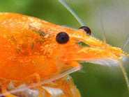 Invertebrados