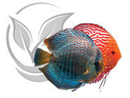 Peces