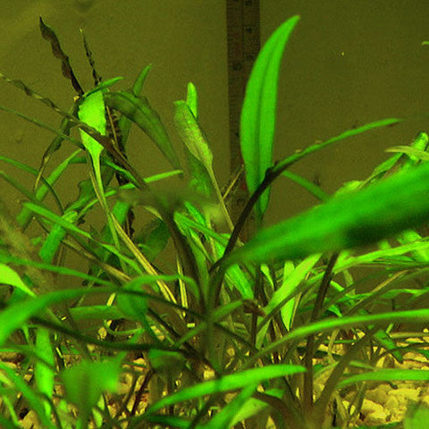  AQUAPLANTASMX - Cryptocoryne x willisii "Lucens" - Plantas