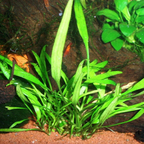  AQUAPLANTASMX - Cryptocoryne x willisii "Lucens" - Plantas