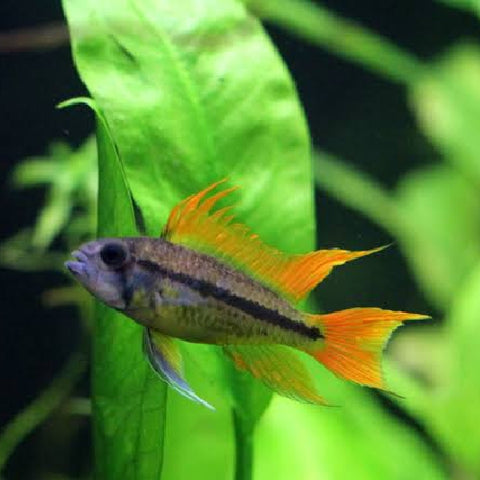 Ciclido Cacatúa "Orange" Macho - Apistogramma cacatuoides