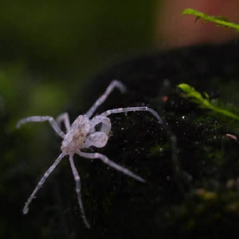 Thai Micro Spider Crab - Limnopilos naiyanetri